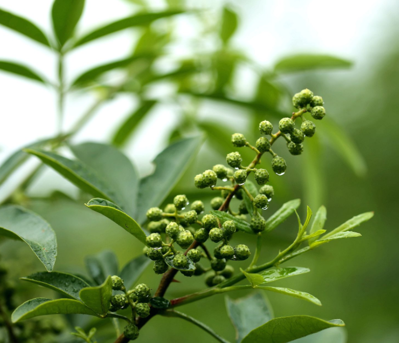 花椒、麻椒、藤椒有什么区别,在烹饪中如何与食材搭配才能最美味? - 知乎