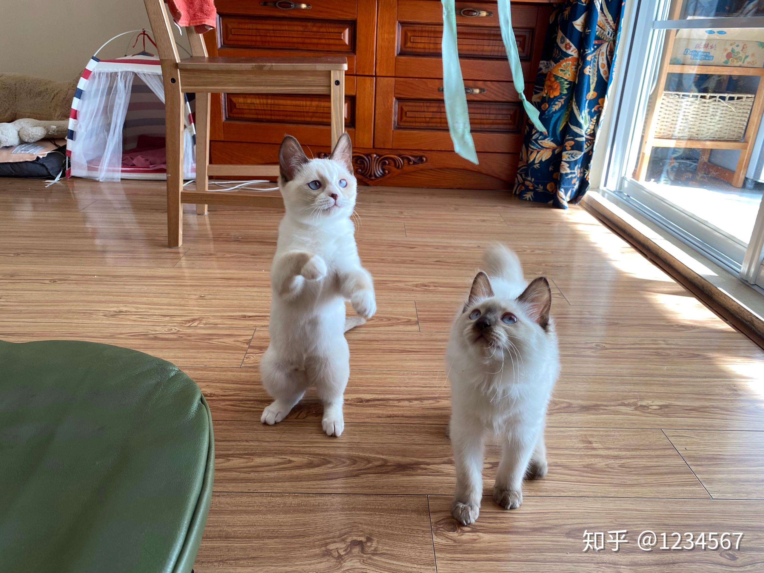 布偶猫和暹罗猫的串串什么样的