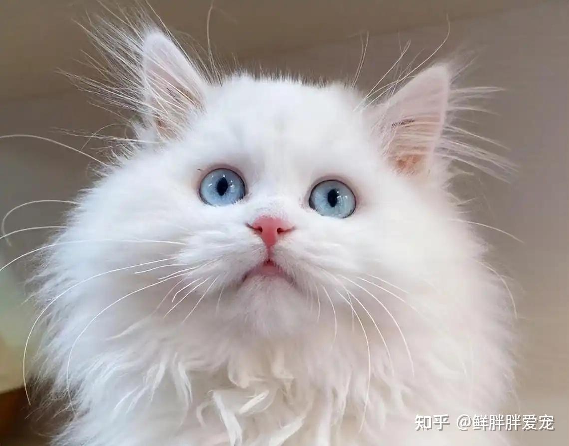 田园猫中的“王者”狮子猫 - 知乎