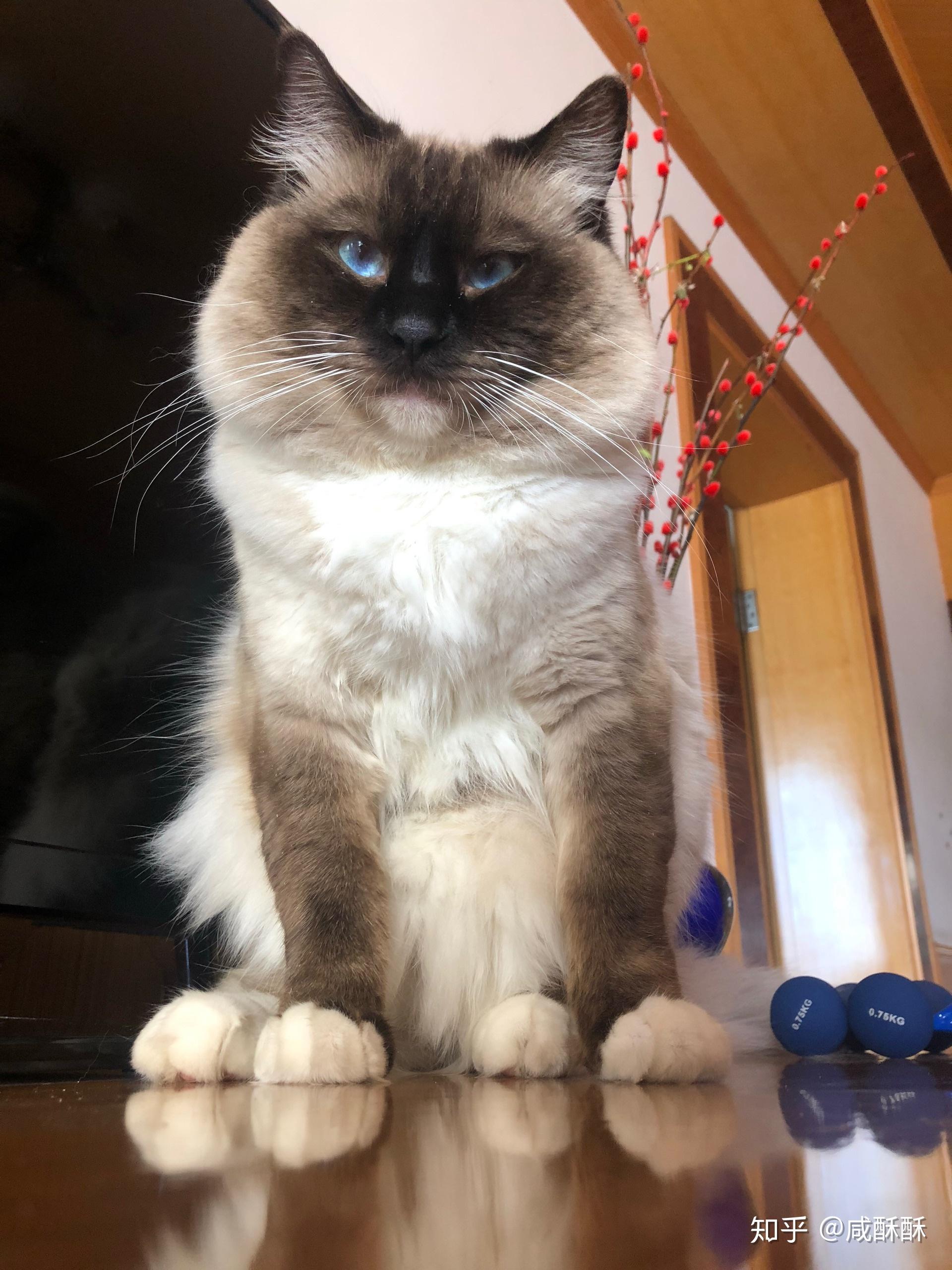 你见过最帅的猫长什么样? - 知乎