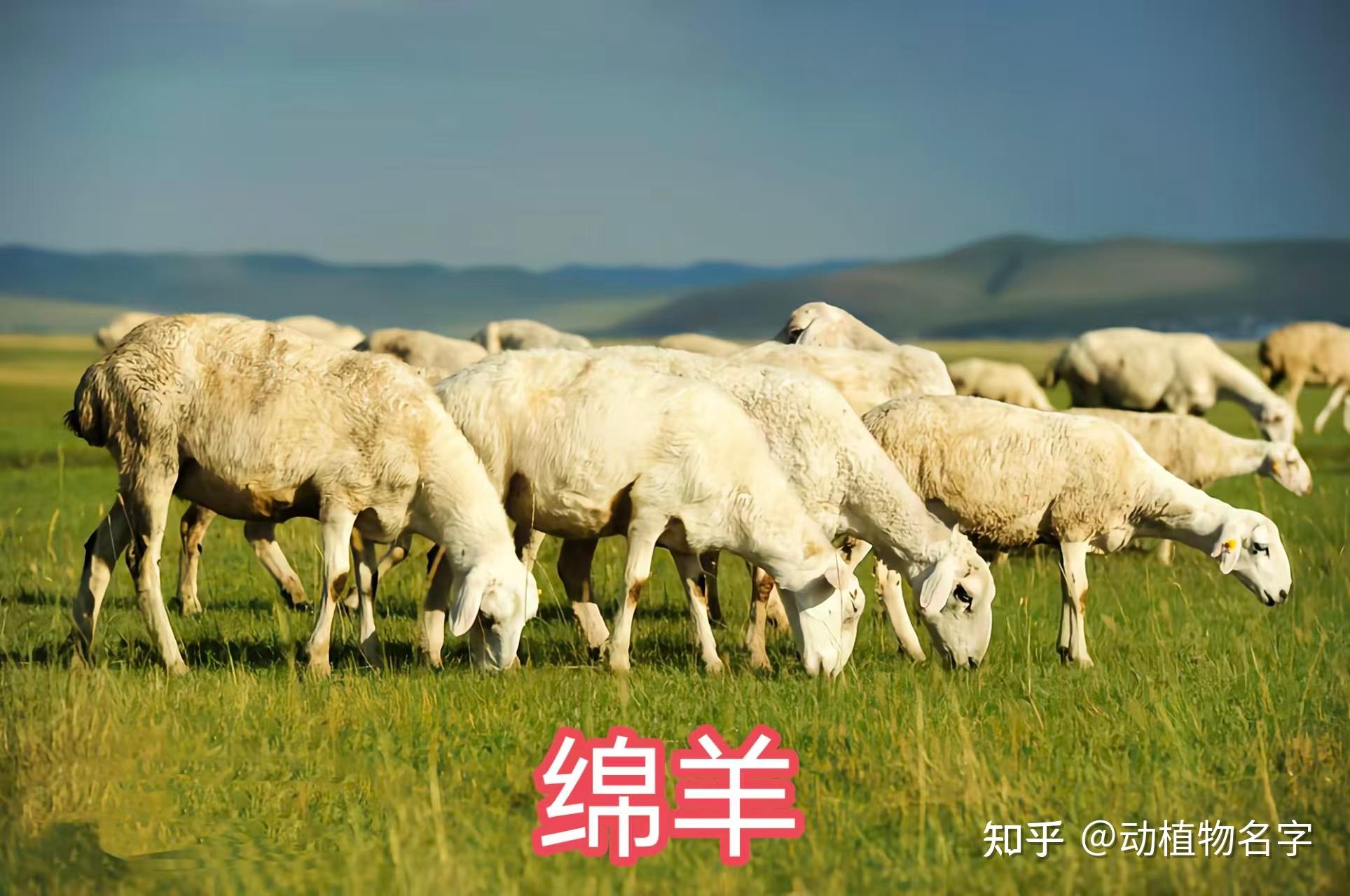 我国明确的33类禽畜是哪些,99图带你了解它们 - 知乎
