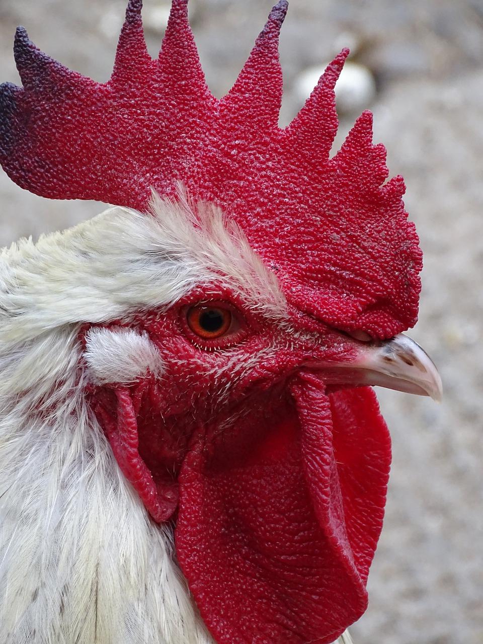 2. 鸡鸣门第福满堂