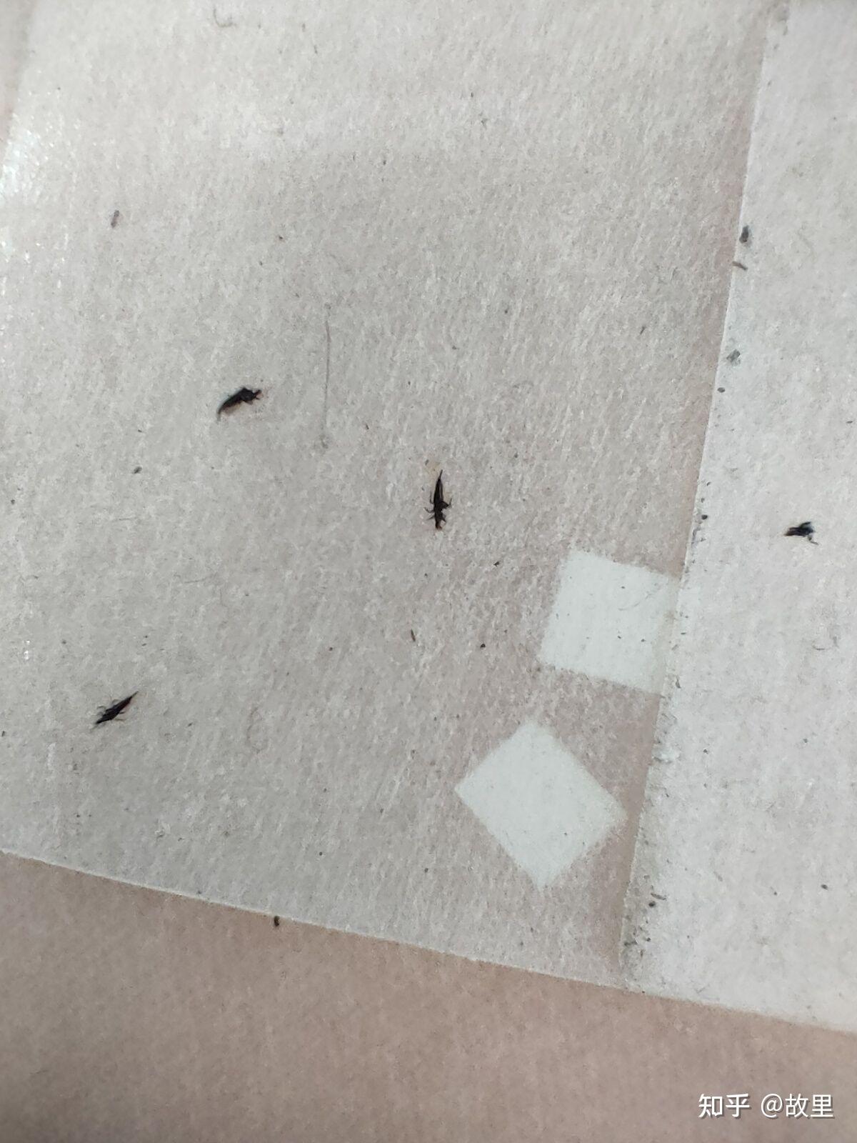 这个虫是什么呀,黑黑的,尾巴还尖尖的会飞? - 知乎