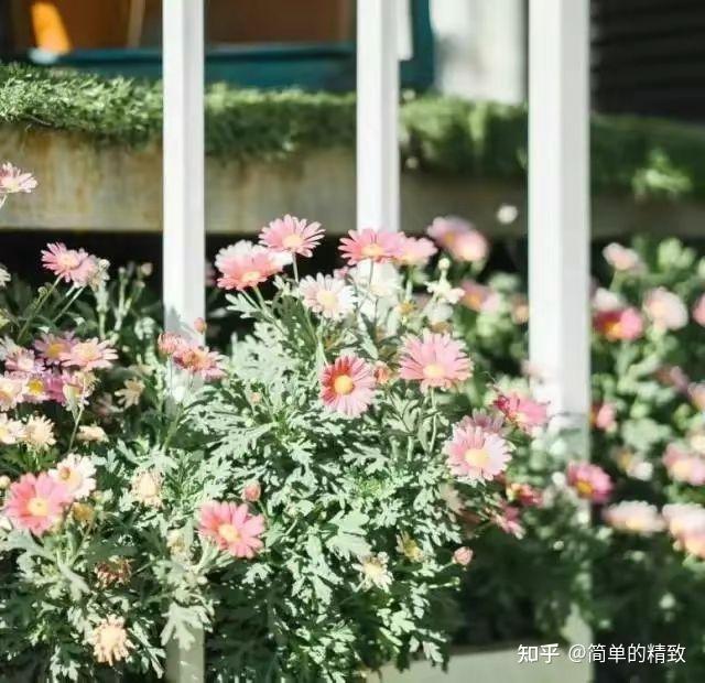 想把日子过成诗，简单又精致 - 知乎