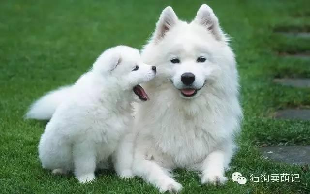 皇上，臣妾真的不是白狐！ - 知乎