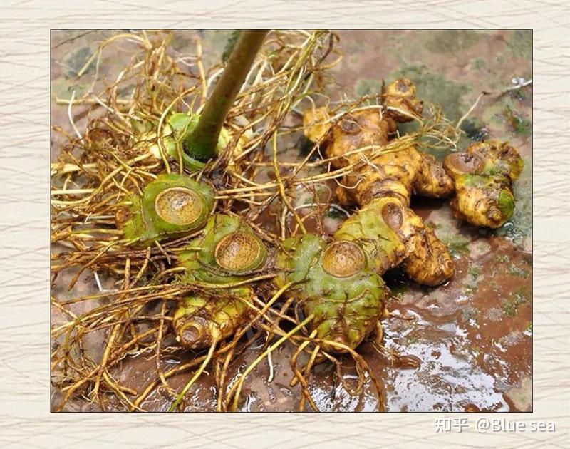 黄精和哪些茶能一起泡? - 知乎