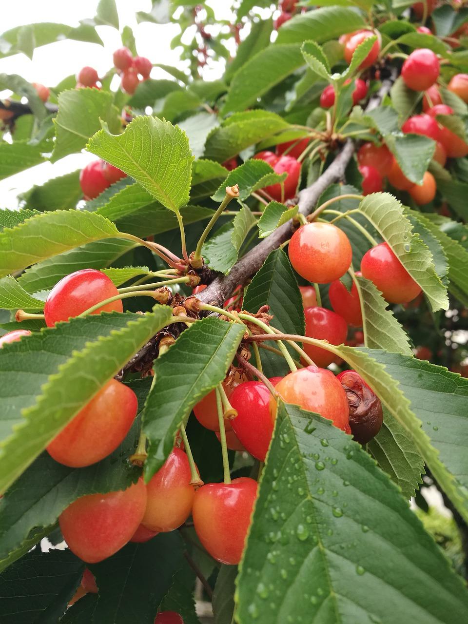 3. 蓝莓果实上色法