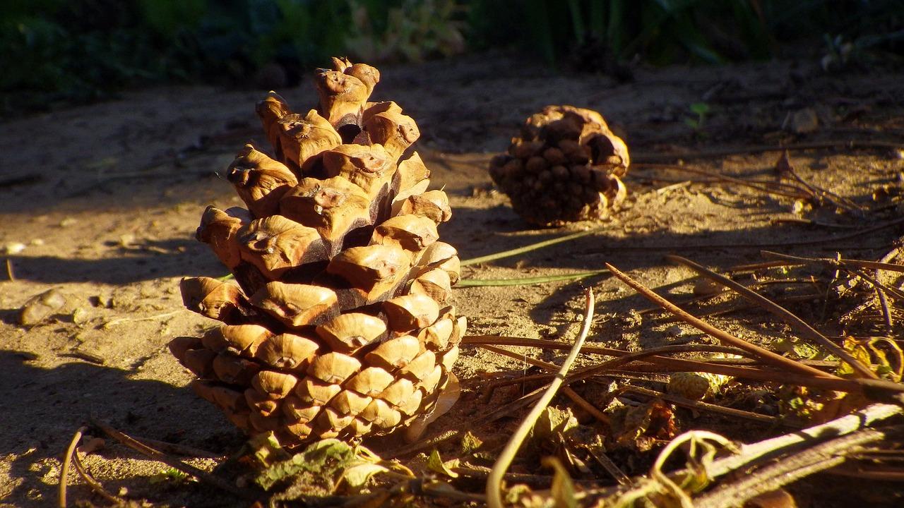 根系作物用什么肥料