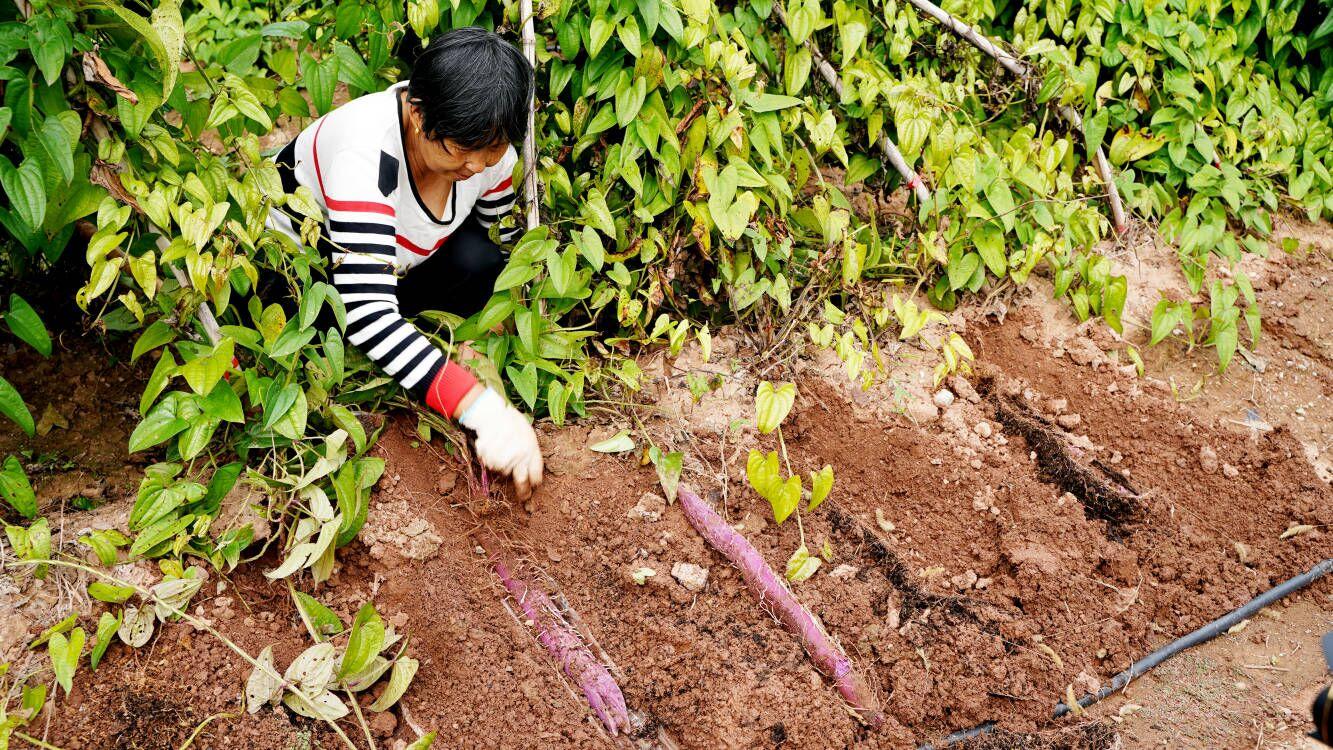 紫山药种植如何?听说很火?