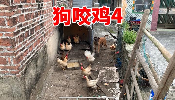 你遇到过狗咬鸡和咬猪吗？该如何解决？训犬师手把手教学 - 知乎