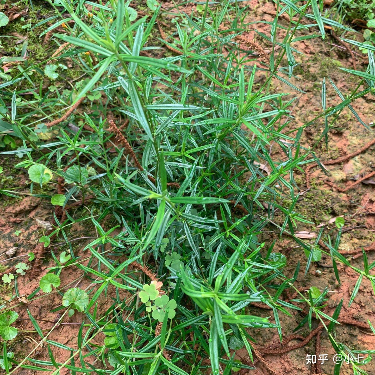 农村地里的白花“蛇舌草”，不要铲除，留着有大用处 - 知乎