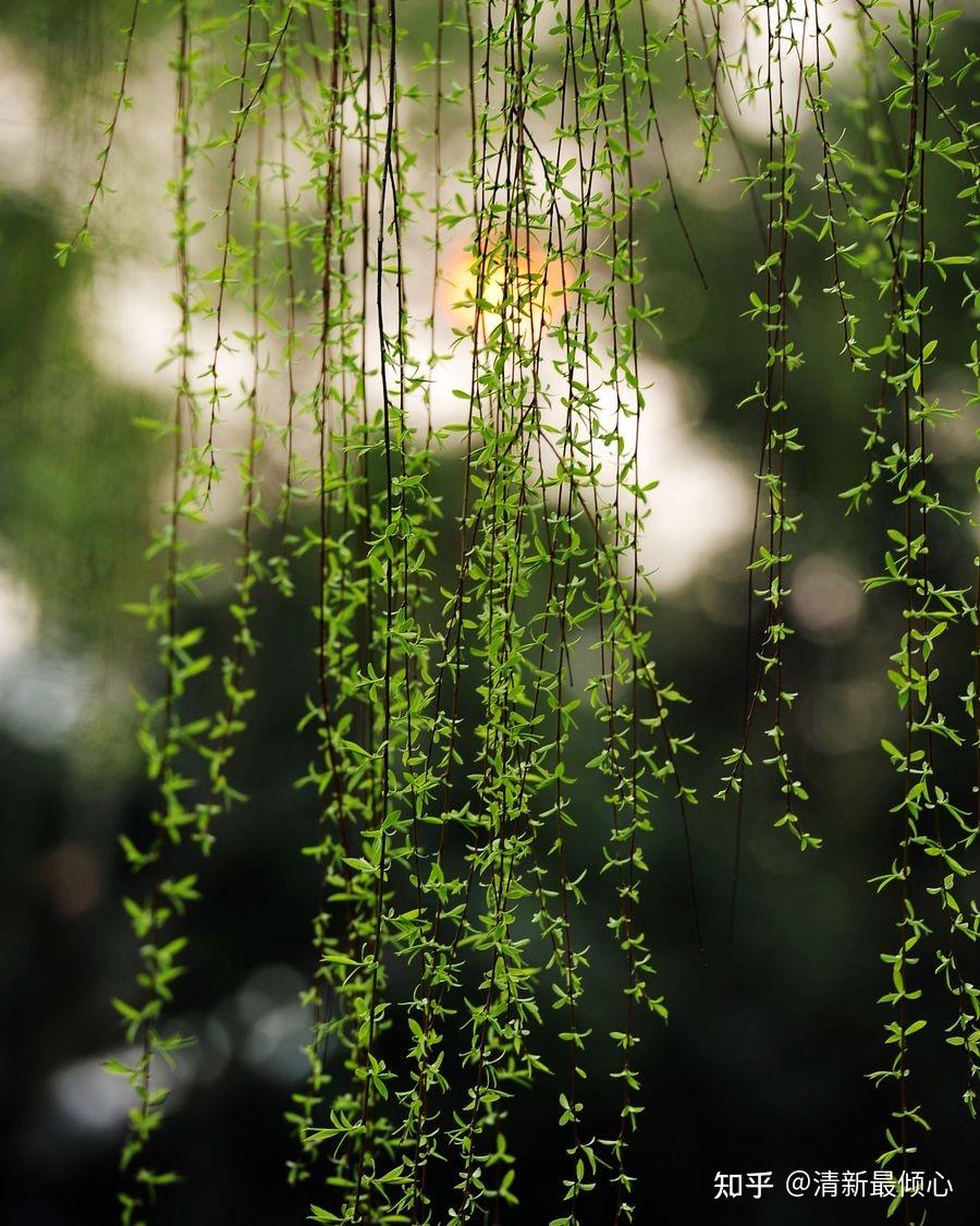 涉及到柳树的诗词有哪些