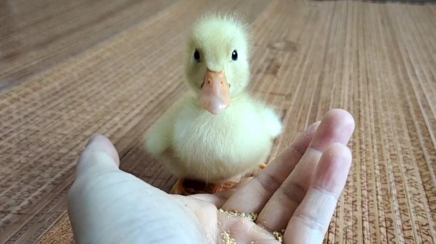 买了一只小黄鸭体型不大特别听话带回家直接被它萌翻了