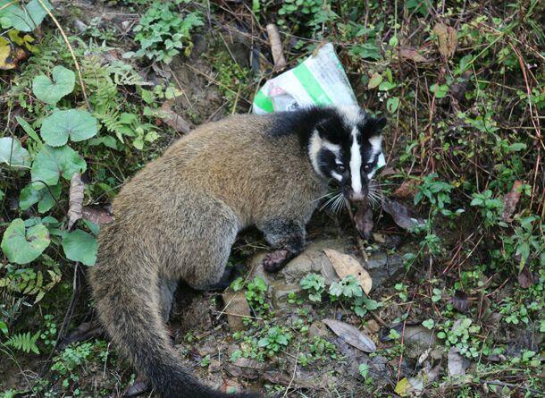 白面獐吃不吃棉花? - 知乎