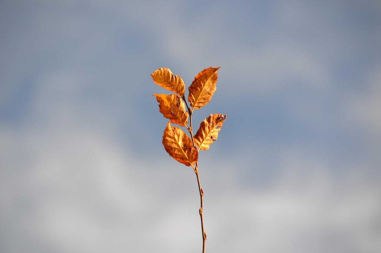 风车草种植间距多少