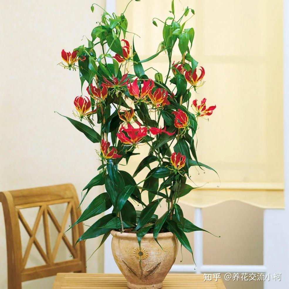 花朵热情似火的嘉兰百合,一个块根就能长成一株“花树” - 知乎