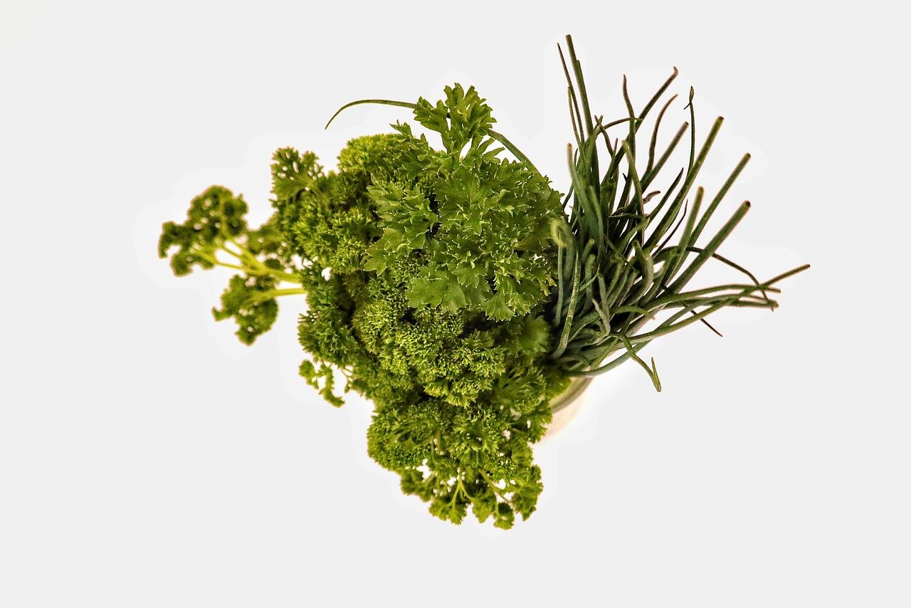 香菜煮水有什么好处