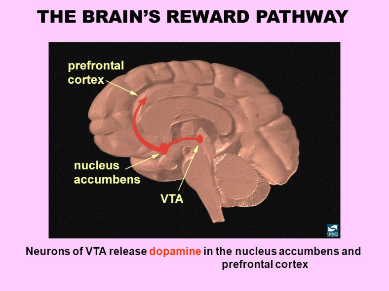哪些事情可以促进多巴胺的分泌