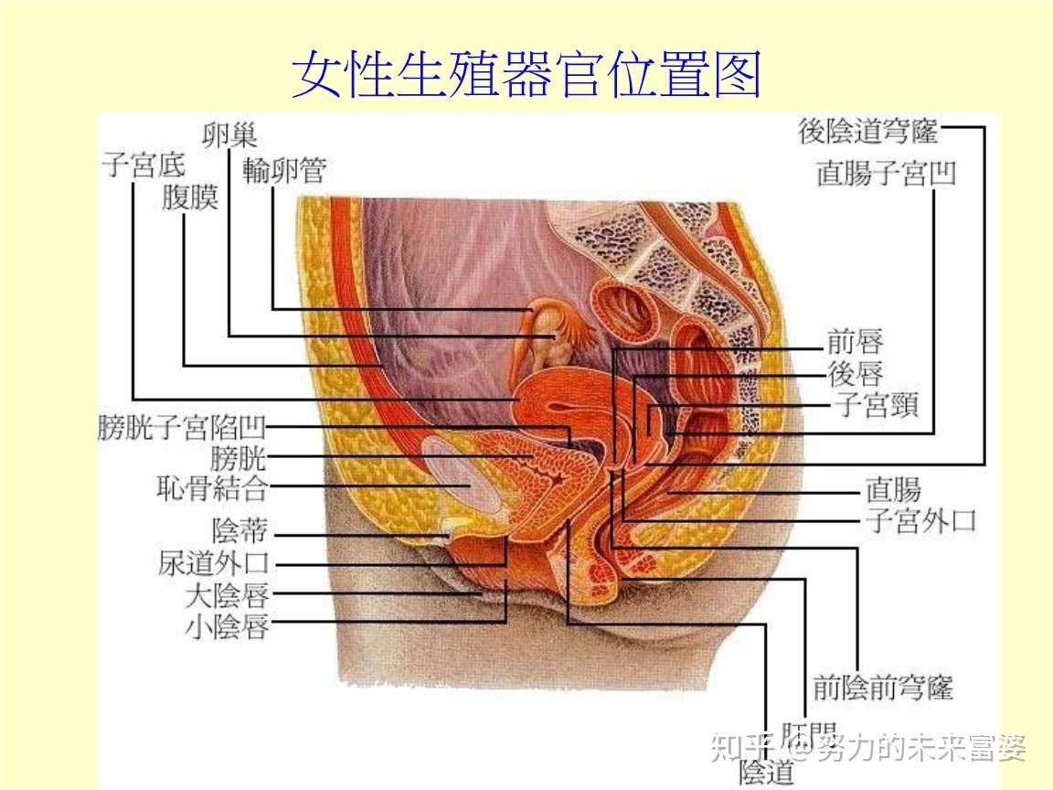 女性没有子宫是什么感觉? - 知乎