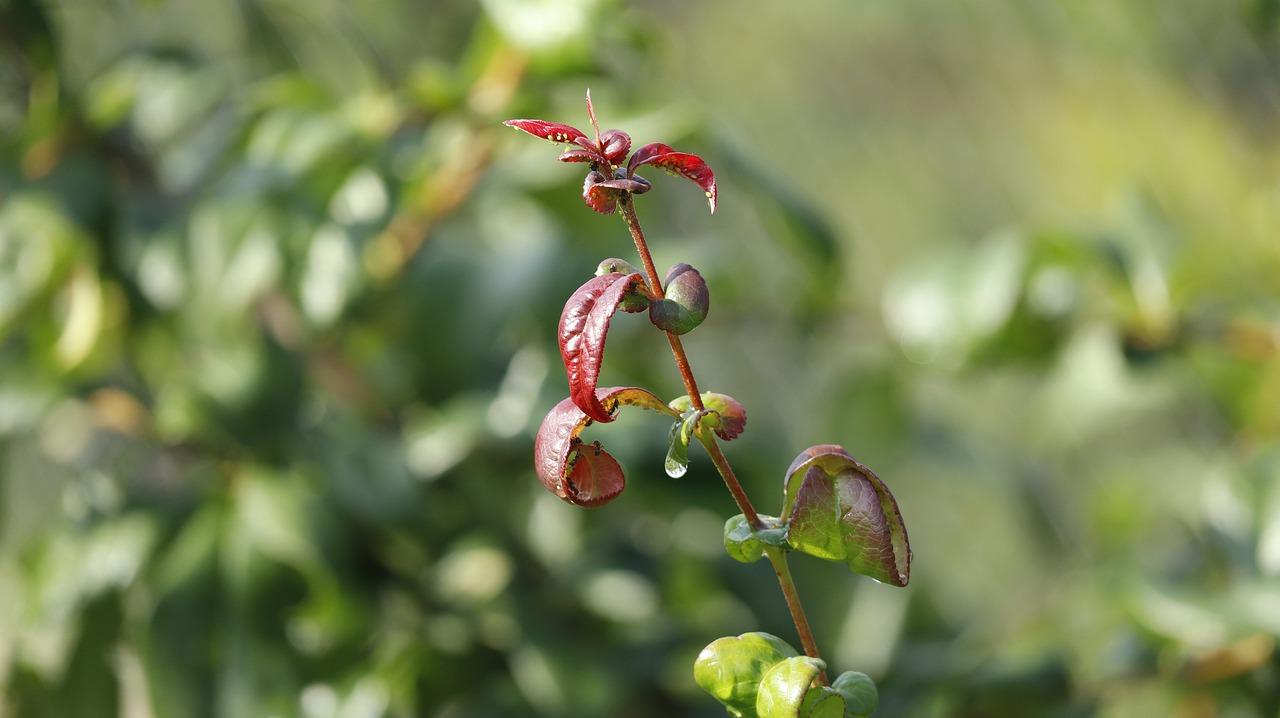 2. 多肉专用杀虫
