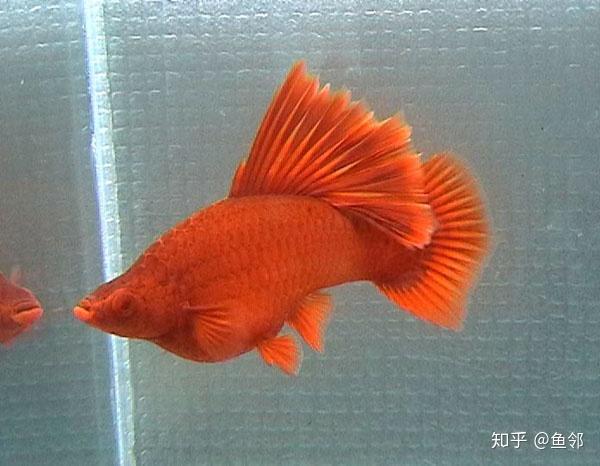 写回答 登录/注册 鱼类 观赏鱼 热带鱼 鱼业 原生鱼 求助这种小红鱼是