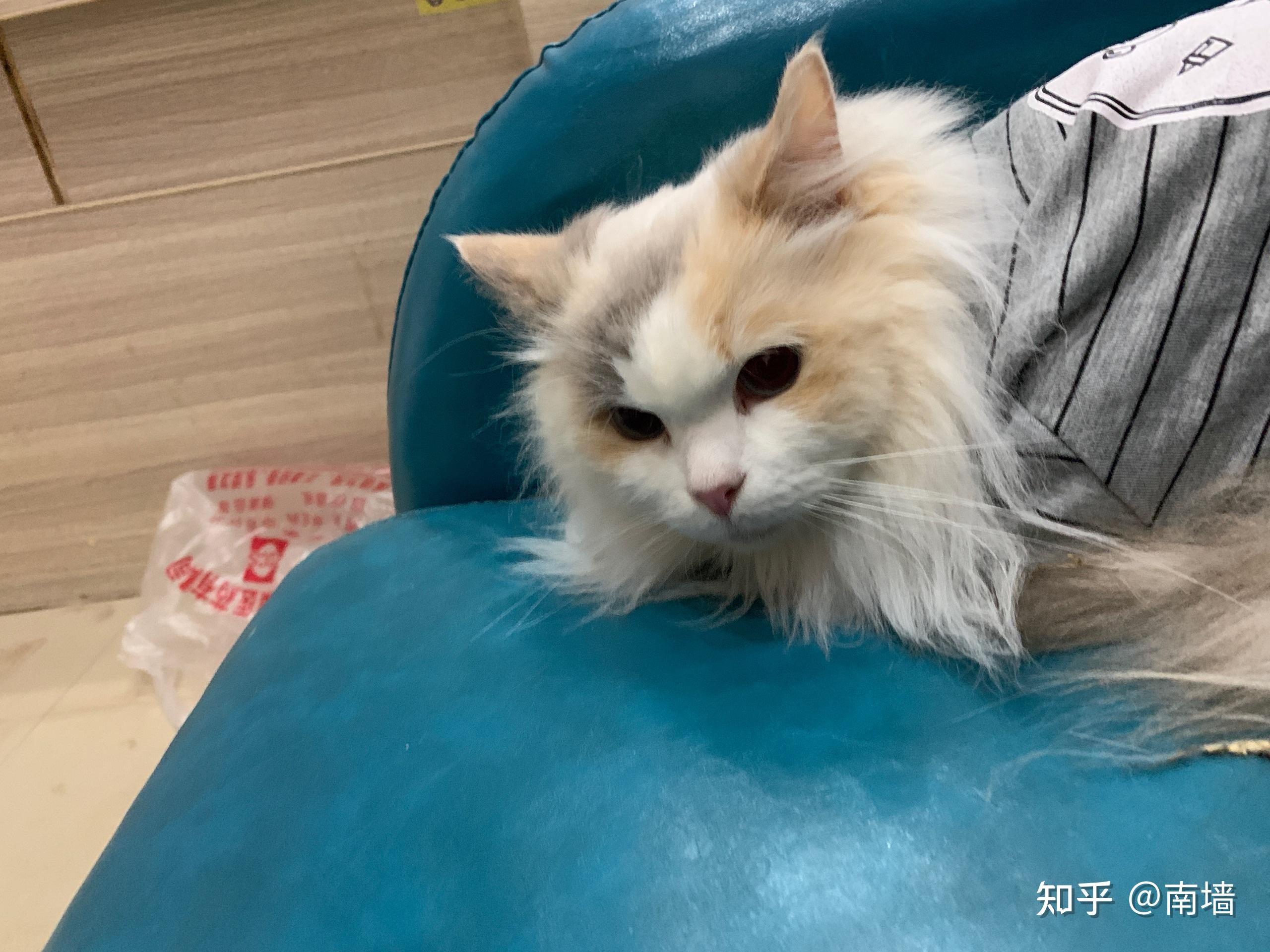 三花布偶属于布偶吗