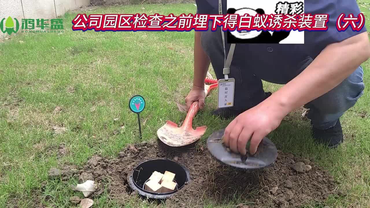 公司园区检查之前埋下的白蚁诱杀装置六