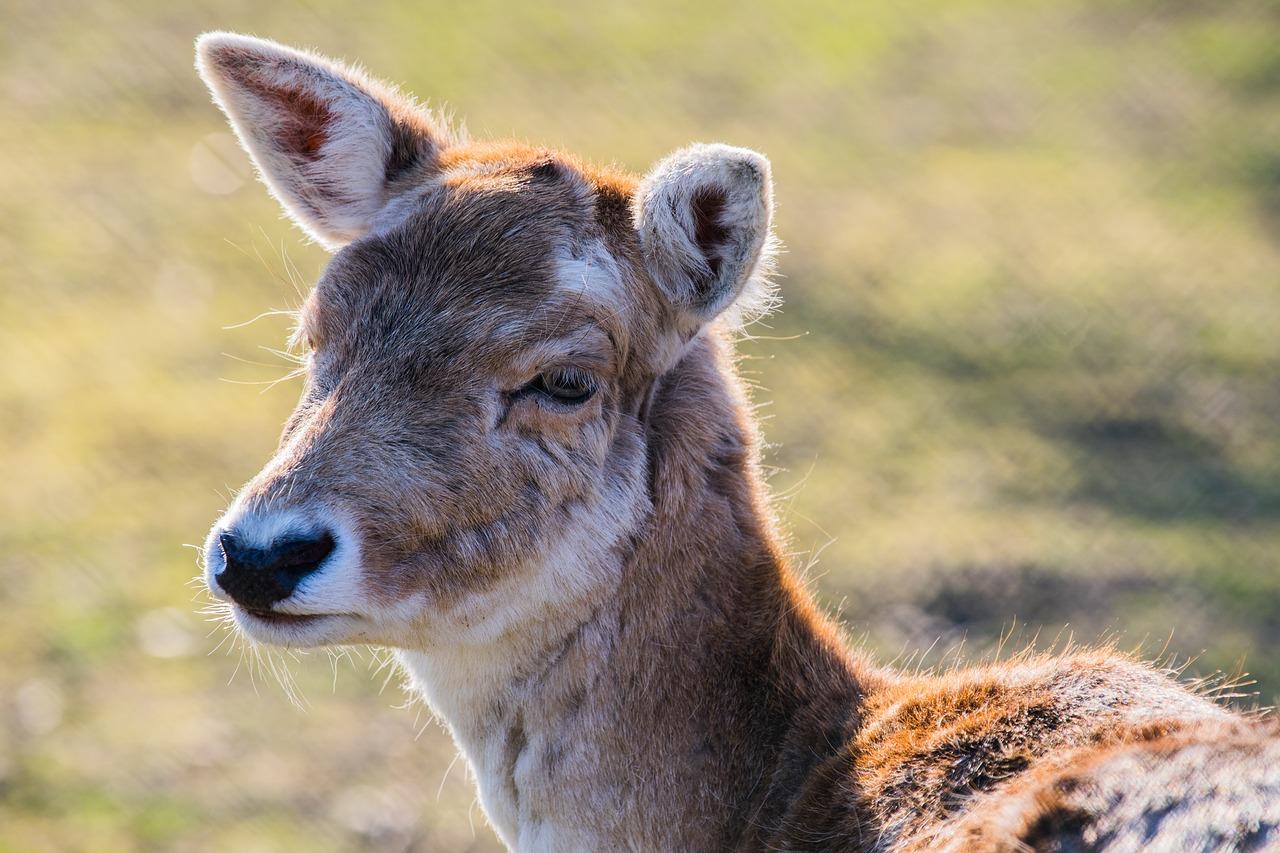 3. 黑麦草批发价