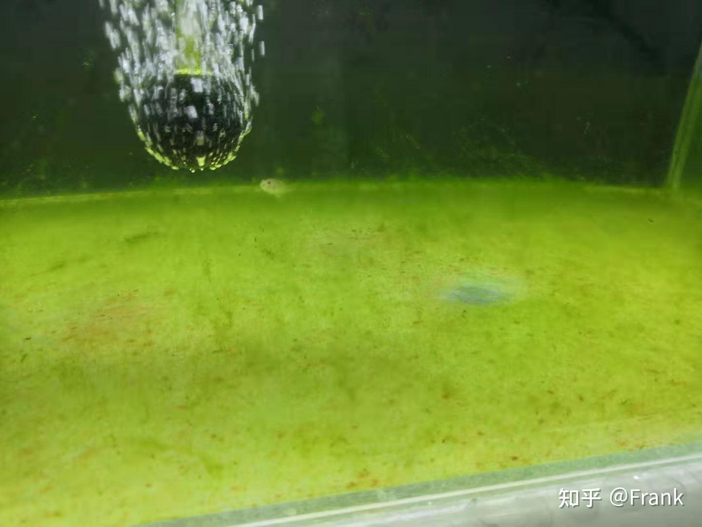 鱼缸绿藻的养成方法有哪些? - 知乎