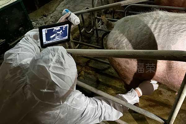 使用猪用b超检测母猪妊娠状况