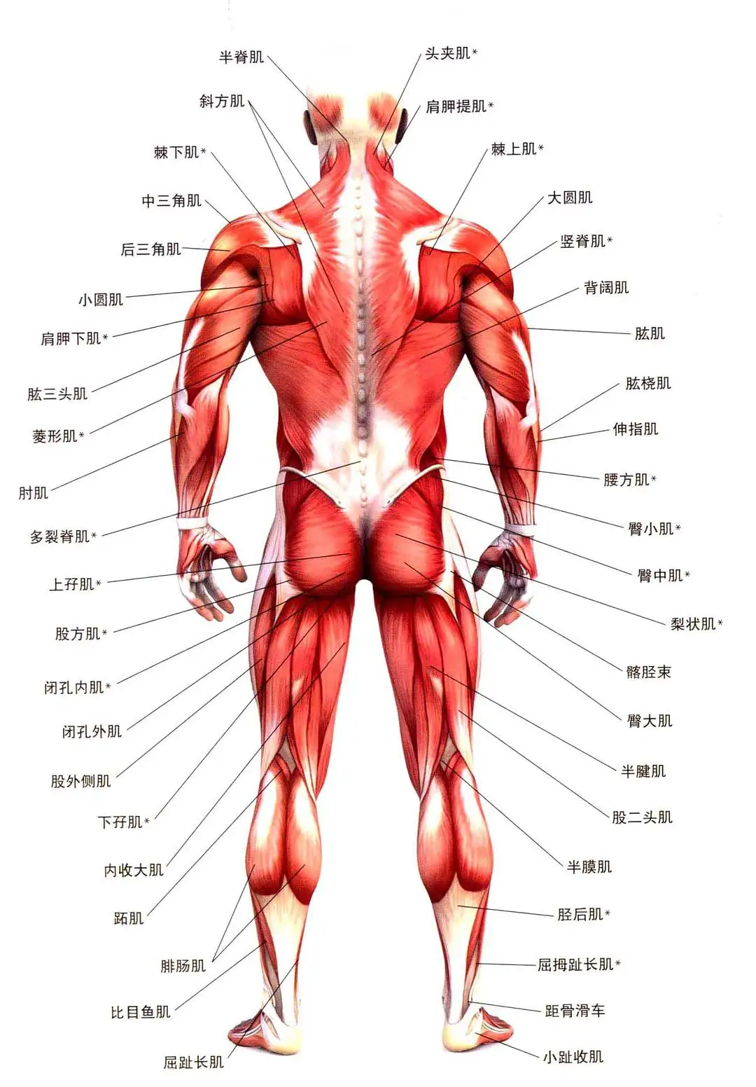 胸大肌肌腱位置图片