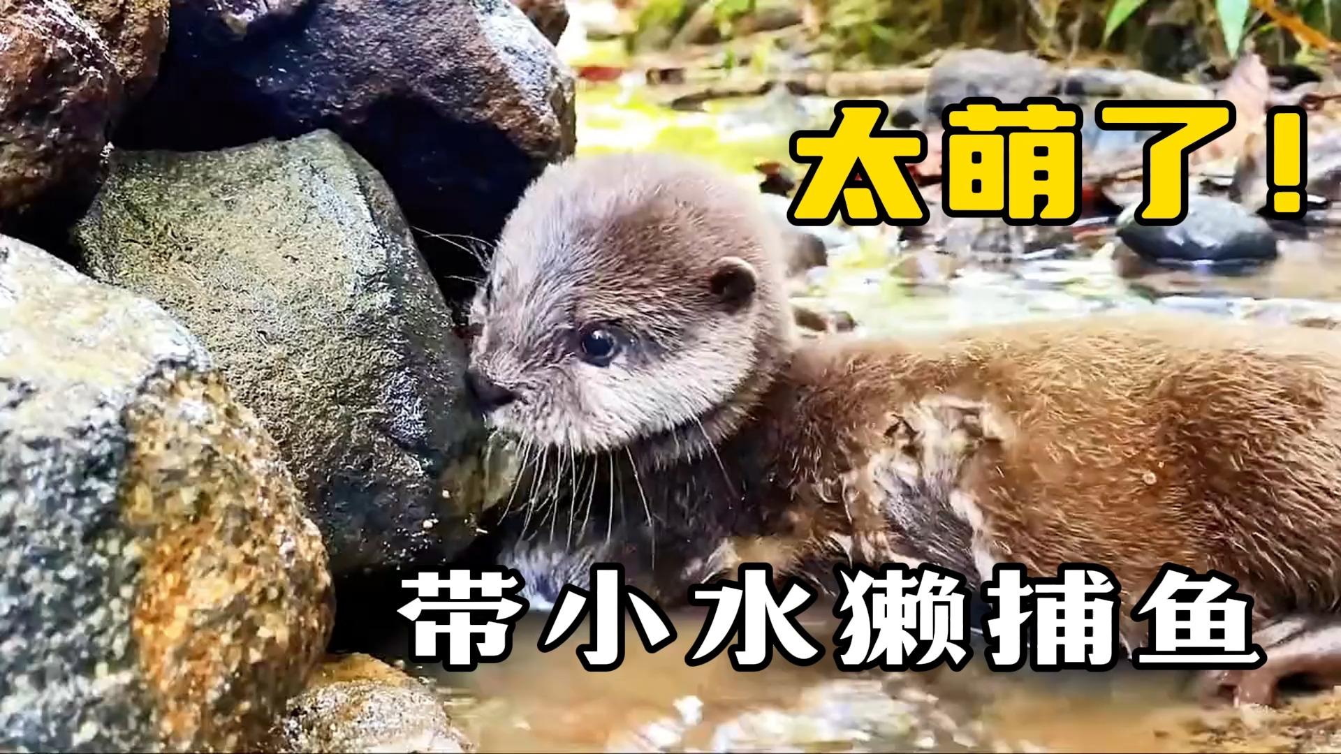 会捕鱼亮肚皮还会嘤嘤谁能拒绝一只小水獭谁能