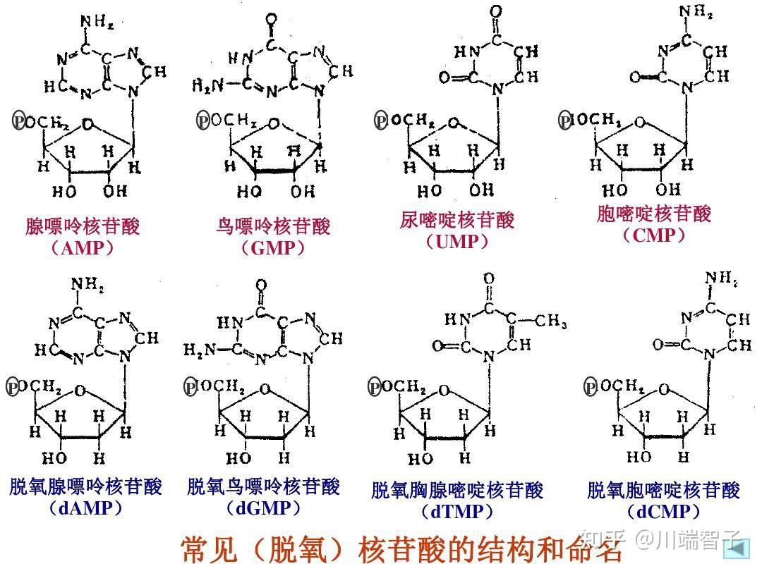 脱氧核糖核苷酸模式图图片