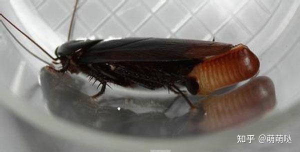 北方家庭里一个月之内发现两只蟑螂意味着什么