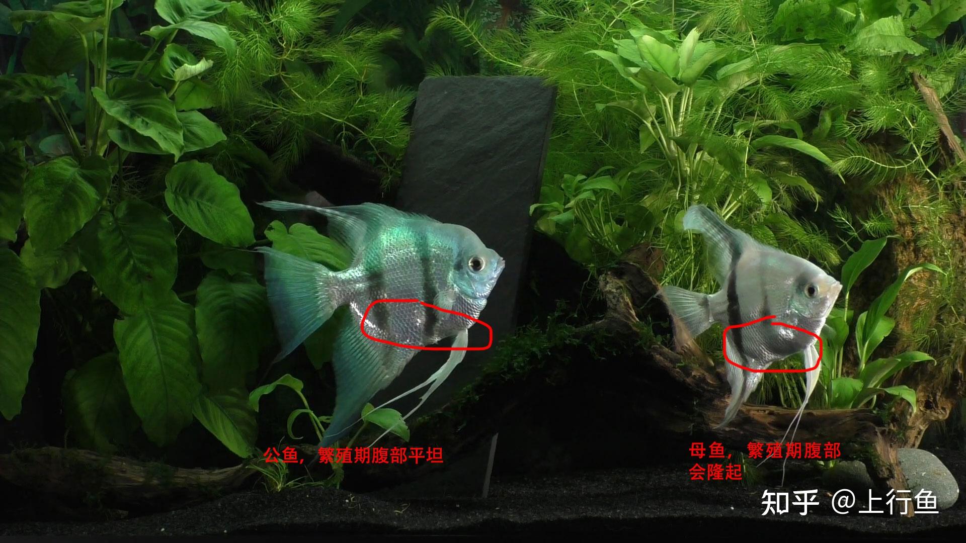 燕鱼应该如何区分公母又该怎么去繁殖