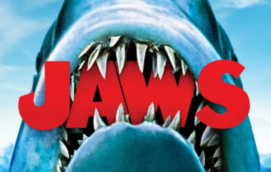 海洋中的顶流捕食者 | 鲨鱼图集