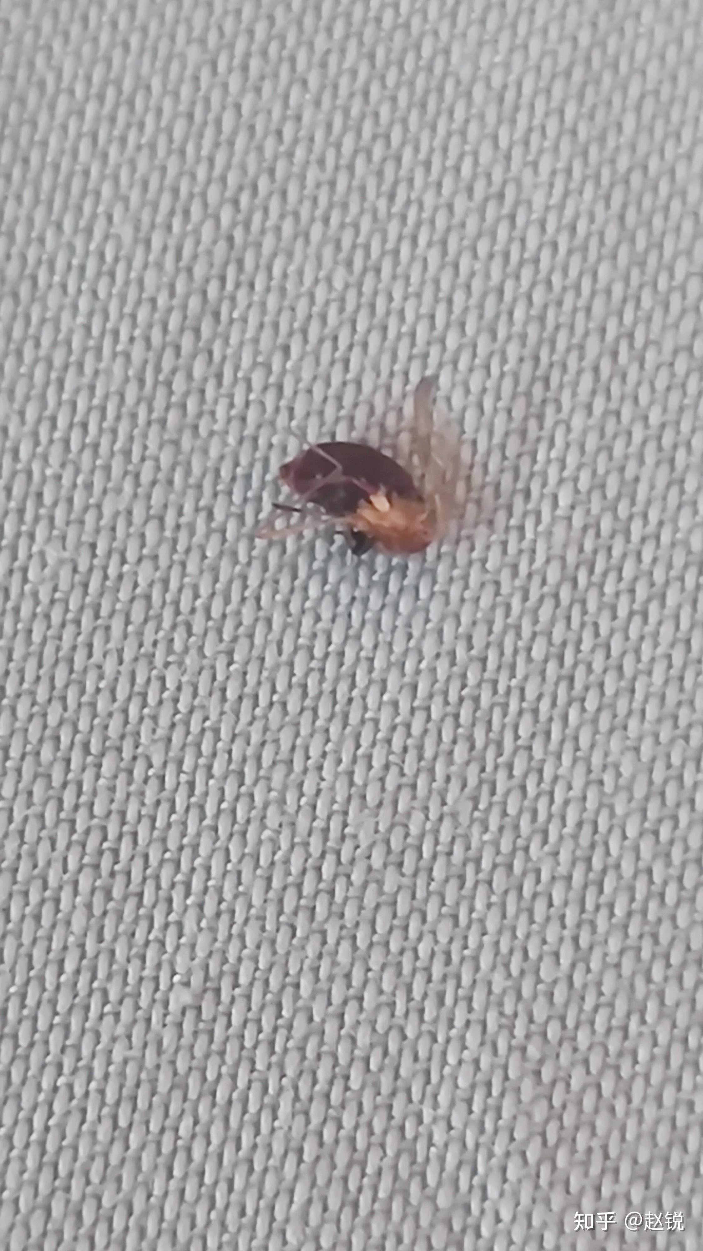 床上发现有两透明翅膀的小虫子身体红褐色有人认识吗