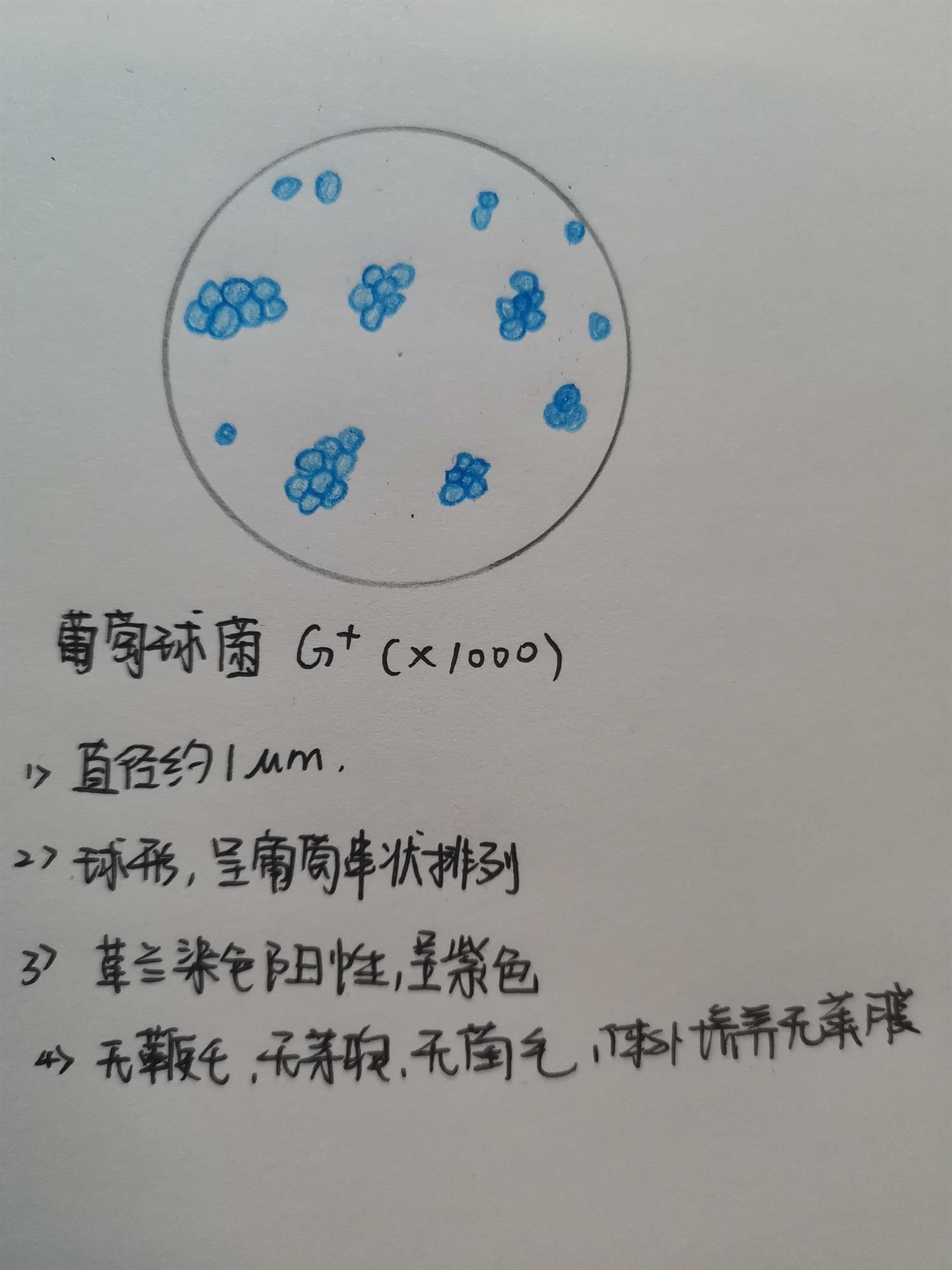 葡萄球菌绘图红蓝铅笔图片