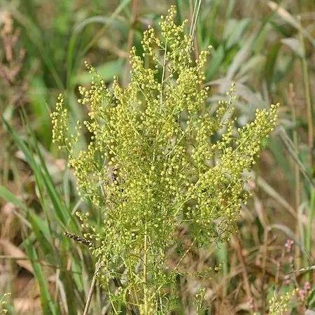 【植物界全系列】菊亚科—春黄菊族(三):黄花蒿 - 知乎