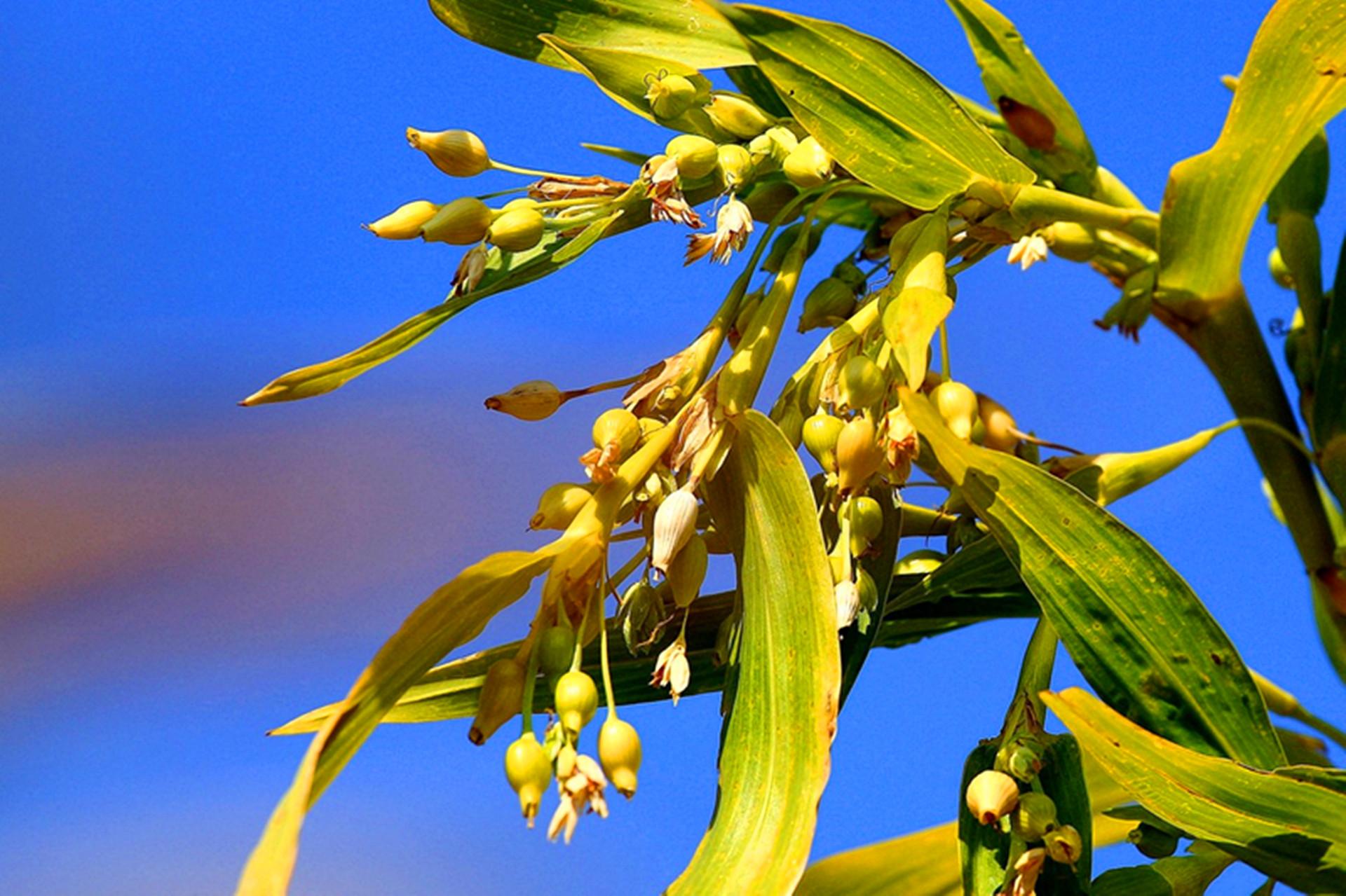薏仁农村这种食药两用植物人称生命健康之禾