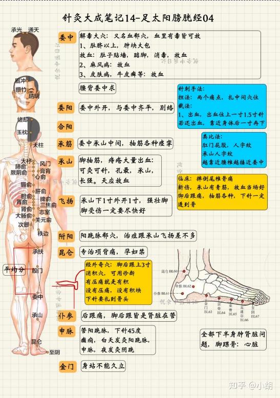 倪海厦针灸课笔记(14)足太阳膀胱经03 - 知乎