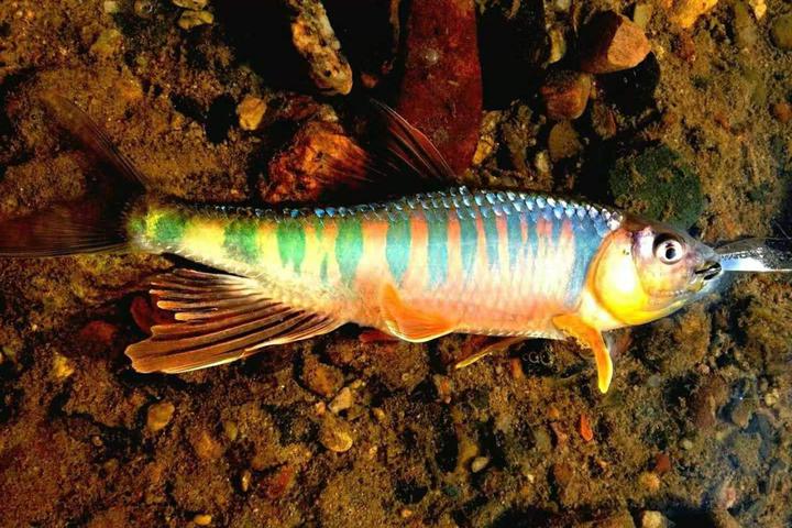 桃花鱼宽鳍鱲怎么钓?钓桃花鱼的4个要领 - 知乎
