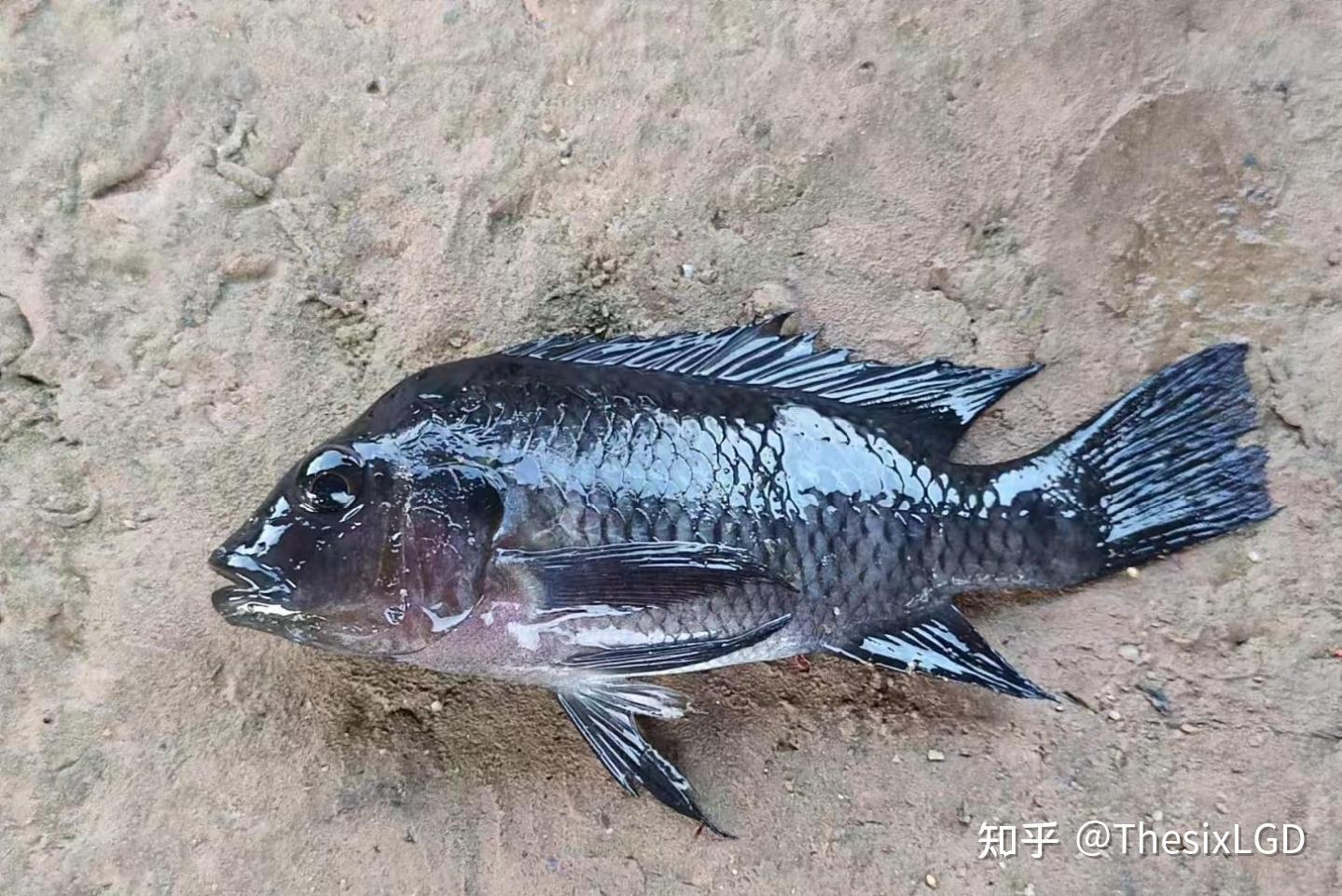 这条是什么鱼啊？ - 知乎
