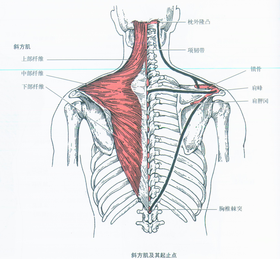 第001期:认识你的肌肉之躯干肌:背肌 - 知乎