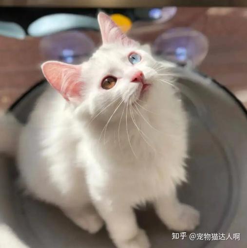 狮子猫的“优缺点”分析,你确定适合养它? - 知乎