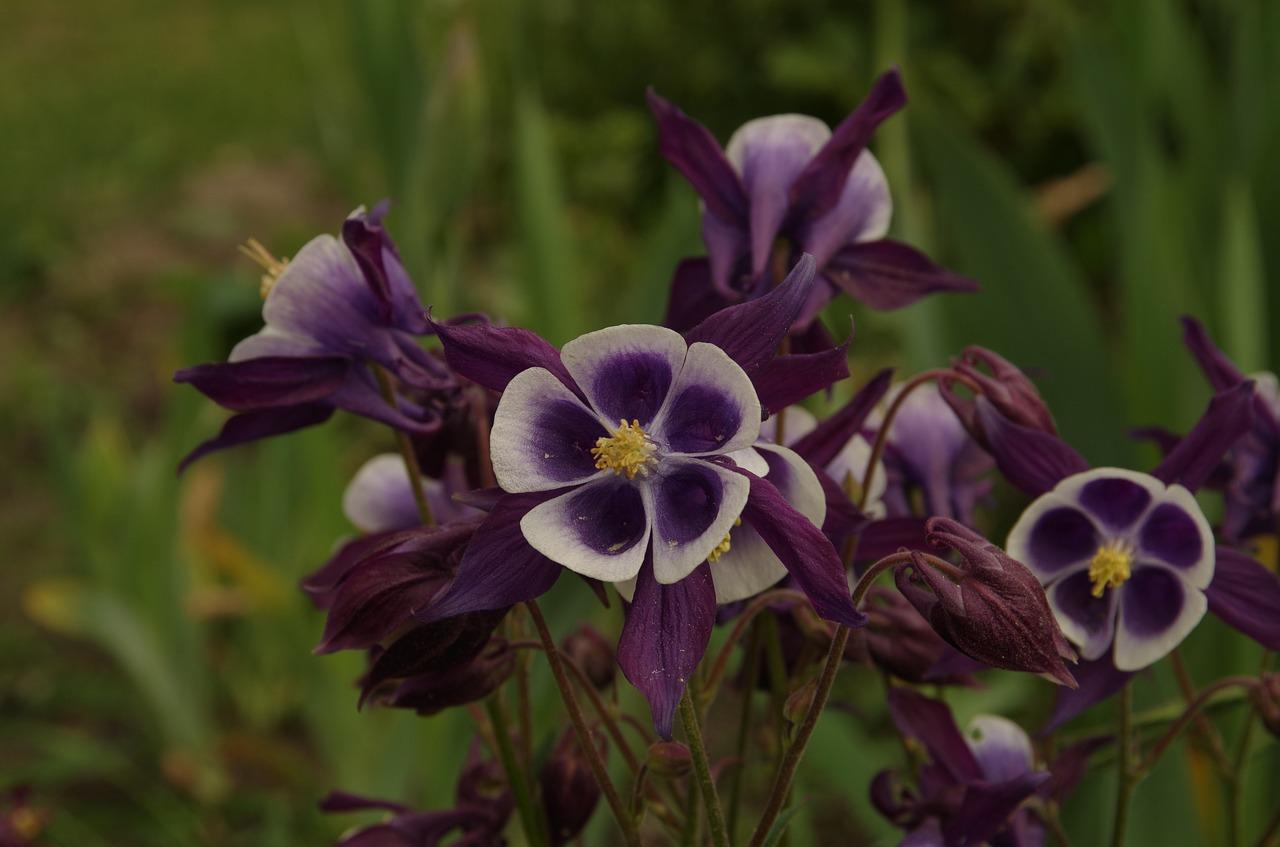 1. 紫色根花品种