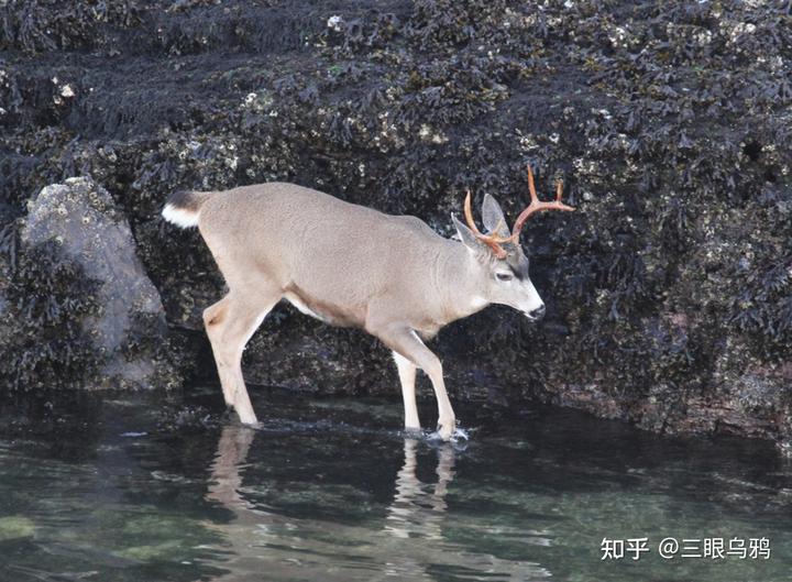 如果将 20 只狼和 500 只鹿放进同一孤岛，最后谁能活下来？