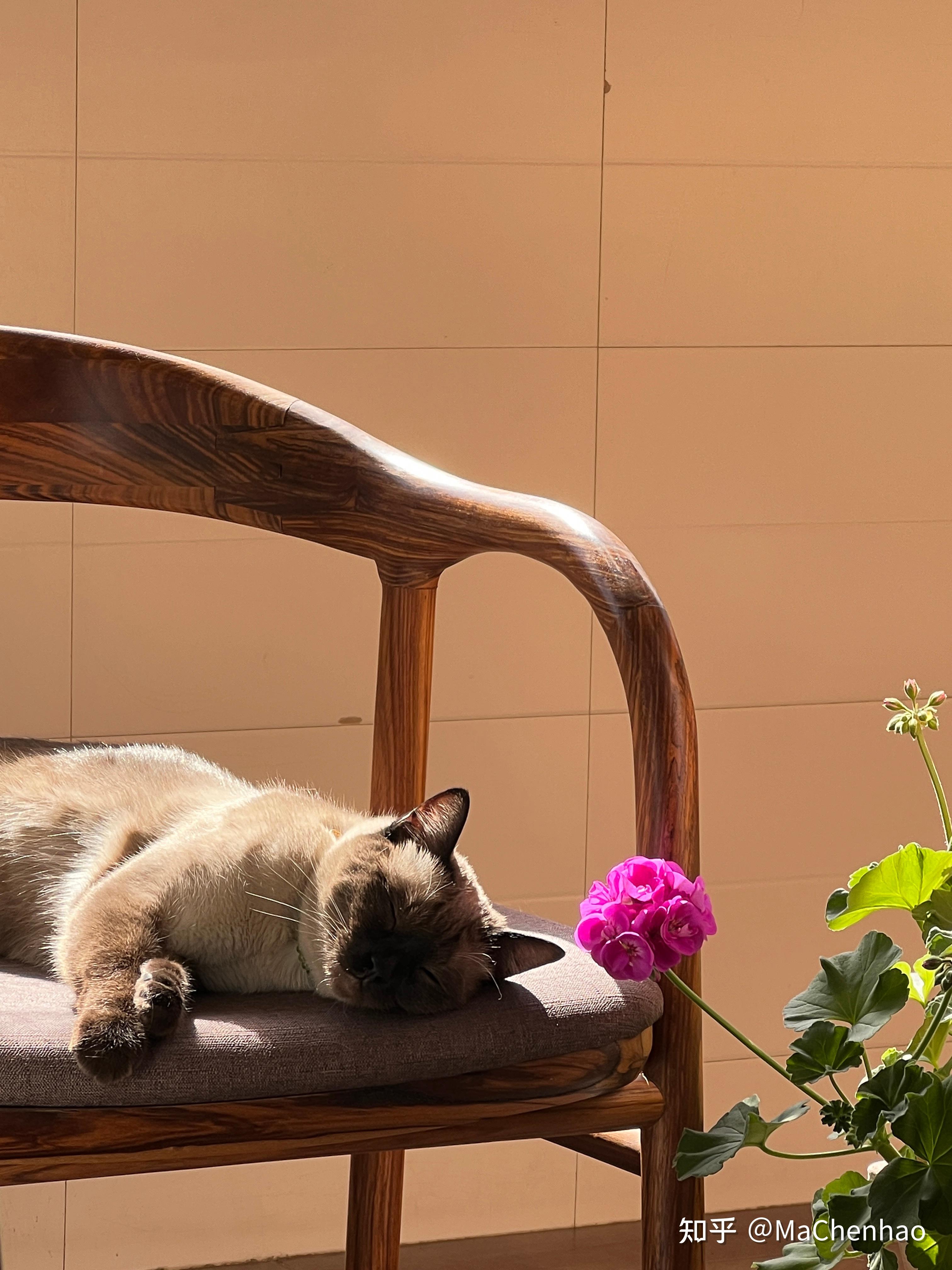 可以放一张猫猫睡懒觉的照片吗