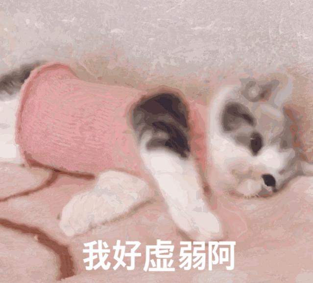 超级可爱的猫咪表情包,萌萌哒~(400+张) - 知乎