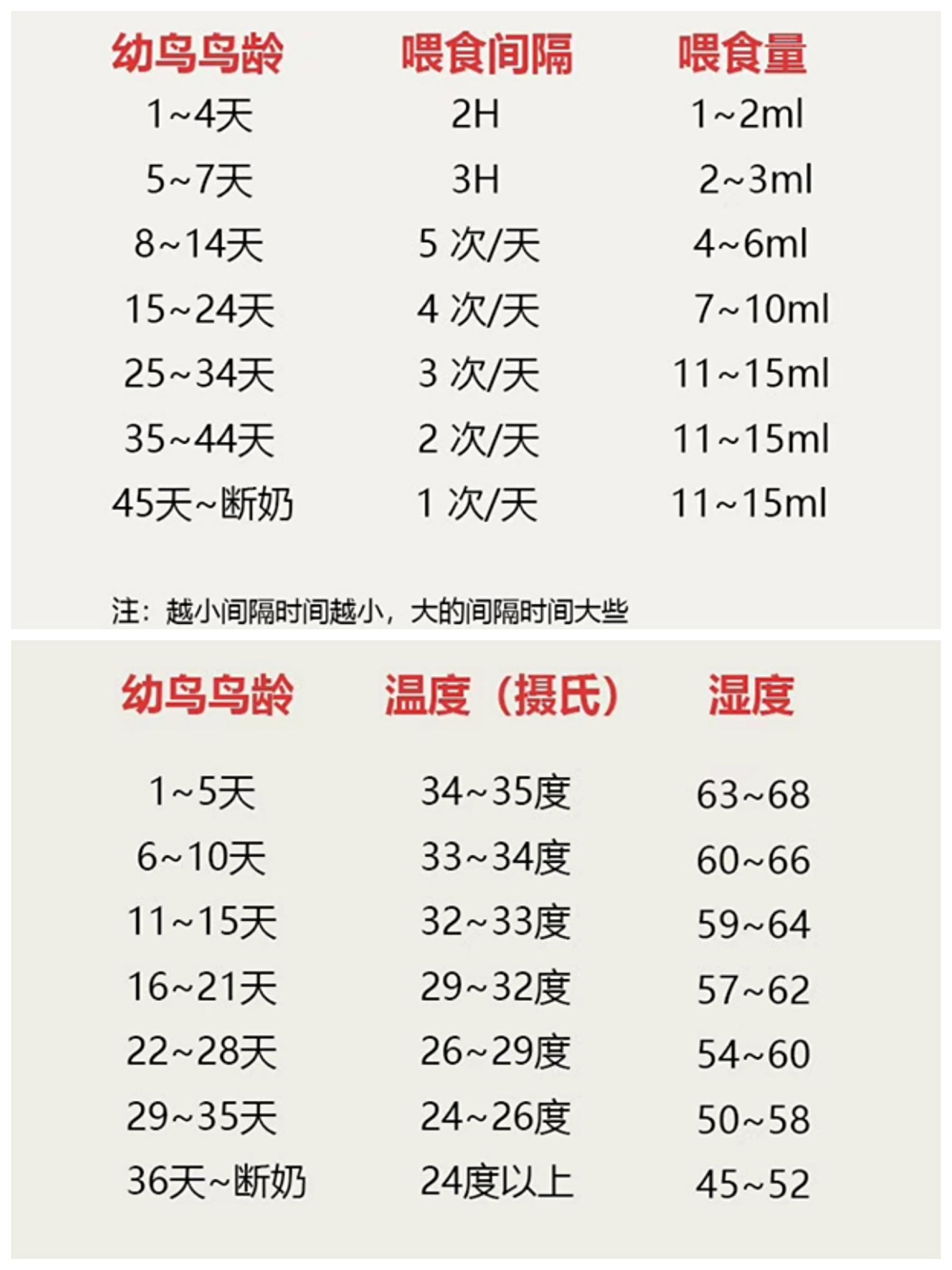 如何養一隻玄鳳鸚鵡並和他成為朋友